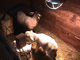 Sheep at Badger farm