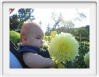 A flower bigger than my head